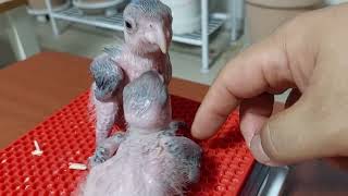 (쏘울버드) 아기 노랑머리카이큐 이소 첫날, 2022년 6월말 탄생! (소울버드)