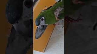 꽁패.앵무새.한스마카우.뽀미.한나.각티슈놀이.2024.…