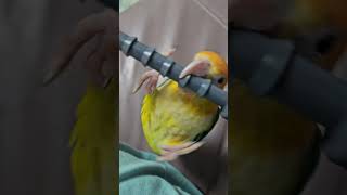 빨래봉 가지고 노는 앵무새 #노란머리카이큐 #카이큐앵무새 #앵무새 #parrot #birds