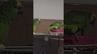 귀농귀촌 아마존앵무새 놀아주기 Playing Amazon parrots in farming and returning villages