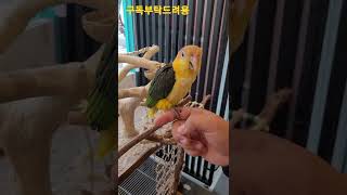 올라갈까 말까 고민 중인 카이큐앵무새 #shorts