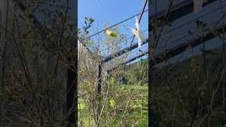 즐거웠던 아마조나 #모란앵무 #birds #amazon…