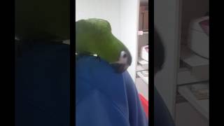 한스마카우 앙꼬의 애정표현ㅡ문질문질~ 엄마 사랑해요♡