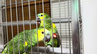 딸기먹는 아마존앵무