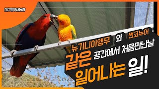 앵무새 합사는 정말 조심해야됩니다. (sunconure…
