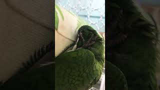 #한스마카우의 일상