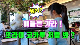 새로운 앵무새  코카투 가 왔는데 한숨만 나오는  상황 A new parrot cockatoo  has arrived, but all you can do is sigh.