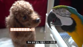 앵무새가 강아지 만나서 보이는 반응!?(앵무새 브이로그 #찬블리 EP.01)