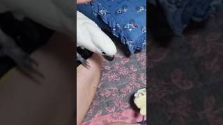 엄블렐라 코카투 루비가 입양 보호자님이 주시는 간식을 …