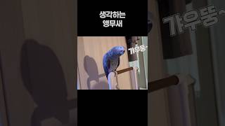 생각하는 앵무새  회색앵무 잠바