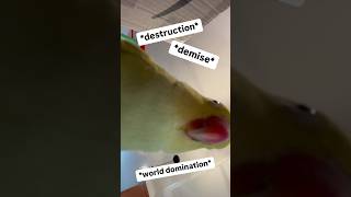 She’s had enough!  #talkingbird #talkingparrot #funnyanimals #couple #couplegoals #parrot