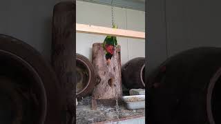 오색 청해 앵무 새는 배설 할때 물(ㄸ)을 쭉~발사 해서...거의 청소 불가능 ㅎㅎ그래도 매일 하긴 합니다