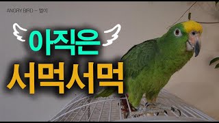 아직은 서먹서먹 / 편집과 무편집의 차이 / 앵무새가 개콘보다 더 웃기다!!  / 사람과 대화 가능앵무새 / ANGRY BIRD