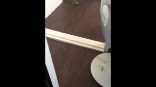 퀘이커 앵무 윈터스 졸졸졸