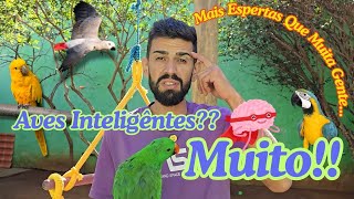 Essas Aves São Mais Inteligentes do Que Você Imagina!