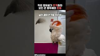 작은 앵무새가 반격하자 보인 큰 앵무새의 반응 #앵무새 #동물
