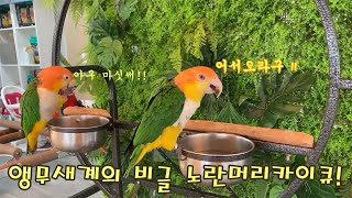 앵무새계의 비글 노란머리카이큐