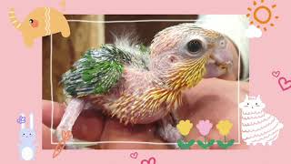 아기천사 노랑머리 카이큐