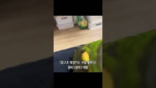 내 방인듯 아닌듯 아늑한 #shorts #parrot …