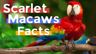 11 Amazing Scarlet Macaw Facts…