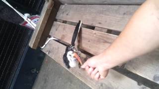 코뿔새 빌리ㅋㅋ