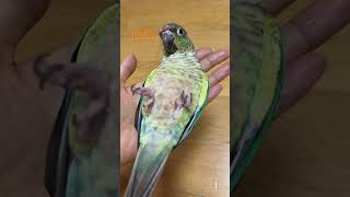 키위의 눕방앵무새 눕방 a lying parrot