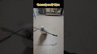 두부지옥 아니 막대기지옥에 빠진 앵무새 #parrots…