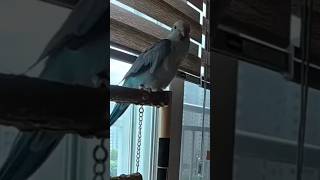 [퀘이커 앵무] 립싱크 | 발끝 요염 주의 | 짧음 주의 #parrot #quakerparrot #새가수 #까꿍이
