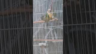 앵무새 짝짓기(코뉴어