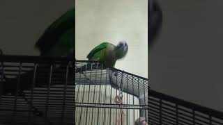 코뉴어 앵무새 개인기