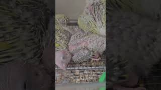 오은영 박사님께 여쭤봤습니다. 쉬는앵  #앵무새  #이유조 #문칙코뉴어 #썬칙코뉴어 #분양 #입양 # #parrot