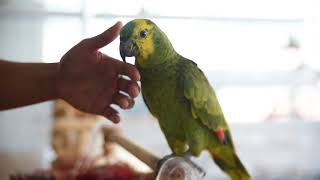 매력적인 앵무새 '아마존앵무'를 소개합니다~