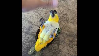 똘기 검은머리카이큐가 노는법 #parrot #cute