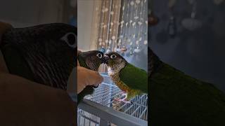 코뉴어앵무새#cute#하랑이#하봉이#parrot#cut…