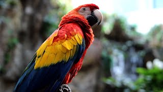 온몸이 우아하고 화려한 색깔로 장식된  금강앵무 Macaw