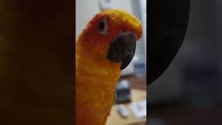 썬코뉴어 다스?쿠쿠?