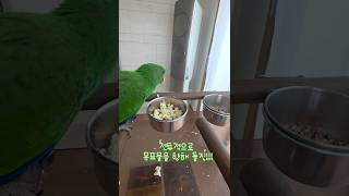 뉴기니아 앵무새 팝콘먹방 feat 모란앵무 형아들  #…