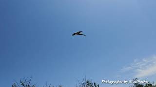 [앵무새자유비행] Parrot FreeFlightT