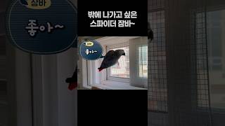 밖에 나가고 싶은 앵무새  회색앵무 잠바
