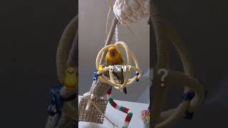 안녕 배우는 앵무새 #썬코 #썬코뉴어 #안녕 #썬코안녕 #코뉴어 #앵무새말 #앵무새인사 #썬코말 #sunconure #hello