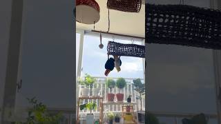 개구지게 놀아 보자 카이큐 앵무새