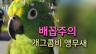오빠만 찾는 앵무새 배꼽주의 개그콤비 커플앵무새 | 아빠 살빼세요|네네 보세요 서비스응대까지