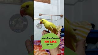 Full Training My Parrot Jodo!! #short #shortsfeed #shortvideo