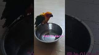 스스로 목욕하는 깔끔쟁이 앵무새 썬코뉴어 #shorts