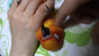 Funny CHOLONG) Sleep sun conure (썬코뉴어 초롱이 재우기)