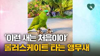 '참 쉽죠~' 운동신경이 남다른 롤러 앵무새