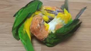 노란머리카이큐 레슬링