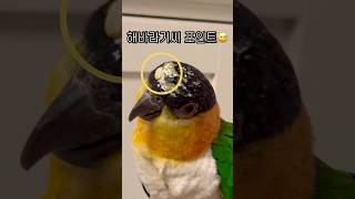 해바라기씨 똥머리 #shorts #parrot #caique #앵무새 #카이큐 #ズグロシロハラインコ