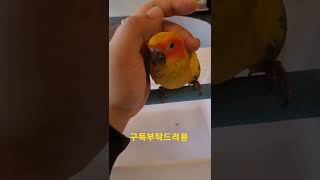 만져주는게 좋은 썬코뉴어앵무새 #shorts