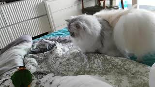 카이큐 앵무새 와 고양이의 신기한  조합